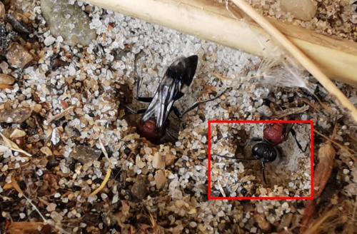 Oryttus concinnus